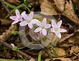 Group of Spring Beauties Wildflowers - Claytonia virginica