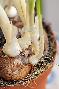 Group of spring flowers bulbs with green stems closeup in a pot. Spring, gardening concept.