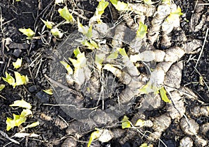 A group of spring irises with rhizomes, exposed roots, top view