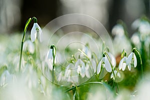 Group of spring snowdrops flowering in the woods