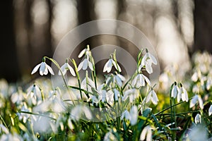 Group of spring snowdrops flowering in the woods