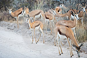 Group of Springbok antelopes is cautiously crossing a dirt road