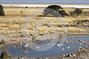 Group of Springbok - Etosha National Park - Namibia