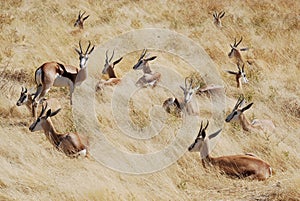 Group springbok lying in the grass, Namibia photo