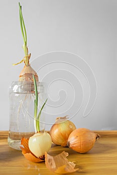 Group of sprouted onion bulbs witn green young sprouts on the wooden table and white background.