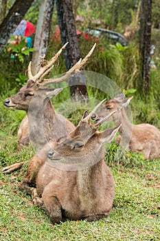 Group of Stags lying down on a grass on a meadow