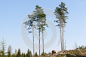 Group with standing trees in a clear cut forest area