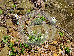 Group of Star Chickweed and Bloodroot plants