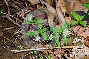 Group of Star Chickweed Wildflowers