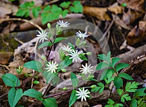 Group of Star Chickweed Wildflowers