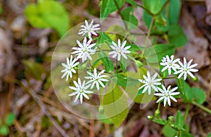 Group of Star Chickweed Wildflowers