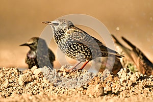 Group of starlings perched near a water puddle on the ground.