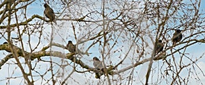 A group of Starlings, Sturnus vulgaris on a branch in tree. Blue sky with white clouds. Seen from behind.Border