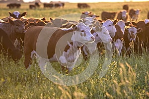 Group of steers looking at the camera