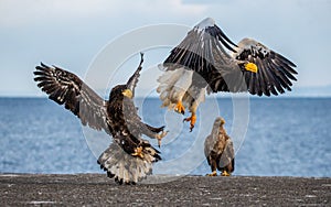 Group of the Steller`s sea eagles and White-tailed eagles on the pier in the port. Japan. Hokkaido.