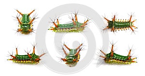 Group of Stinging Nettle Slug Caterpillar Cup Moth, Limacodidae