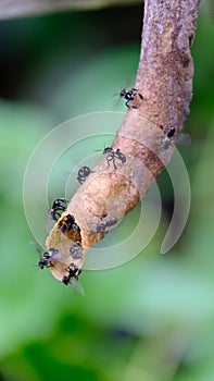 a group of stingless crawling on a tree branch