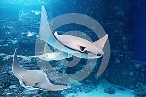 Group of stingrays are swimming on the blue sea near the underwater rocks