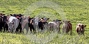Group of stocker heifers in green pasture photo
