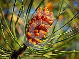 group of stone pine seeds in coniferous forest.
