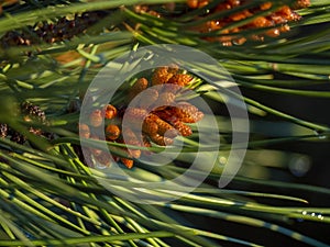 group of stone pine seeds in coniferous forest.