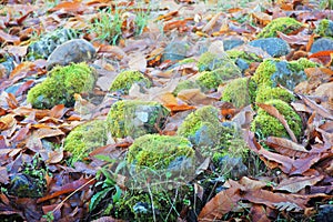 A group of stones with moss between leaves and grass photo