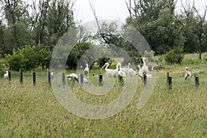 Group of storks and pelicans