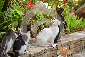 Group of stray cats, looking up with their heads, waiting for some food to be thrown, green leaves park in background