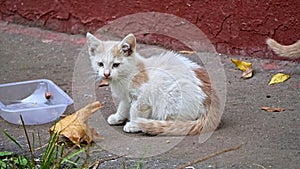 A group of stray cats mother and kittens eating food on the street. Pet protection concept. general plan