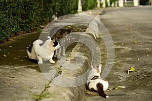 Group of stray cats on pavement in the afternoon