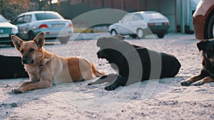 Group of Stray Dogs Lie on Street and Playing. Four Guard Dogs on Parking