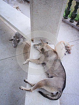 Group of stray dogs sleeping