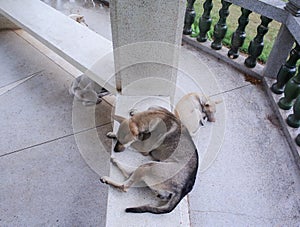 Group of stray dogs sleeping