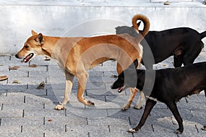 group of stray dogs walk around near the roadside in kerala kochi