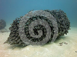 A school of striped catfish