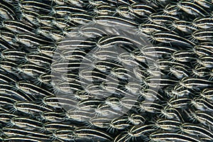Group of striped catfishes swimming in unison