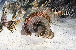 Group of Striped Turkeyfish Swimming Together in the Water