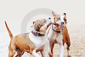 A group of strong American Staffordshire Terriers play with a stick. Two dogs jumping along the beach