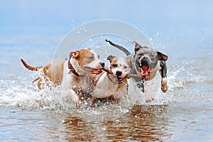 A group of strong American Staffordshire Terriers play in the water with a stick.