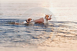 A group of strong American Staffordshire Terriers play in the water with a stick.