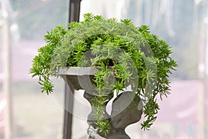 Group of succelent plant