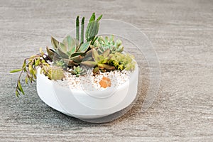 Group of succulent and cactus arrangement decor element clay pot