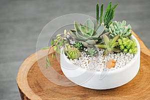 Group of succulent and cactus arrangement decor element clay pot