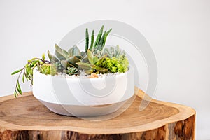 Group of succulent and cactus arrangement decor element clay pot