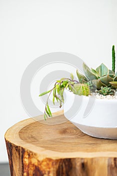 Group of succulent and cactus arrangement decor element clay pot