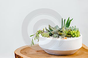 Group of succulent and cactus arrangement decor element clay pot