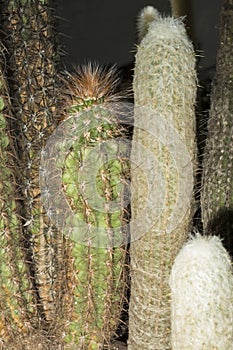 Group of succulent plants