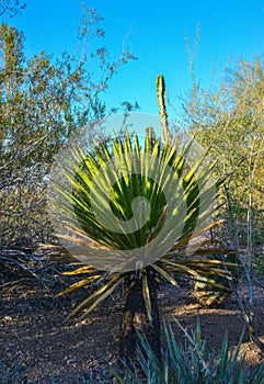 A group of succulent plants Agave and in the botanical garden of Phoenix, Arizona, USA