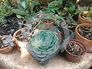 Succulents group in begginer garden photo