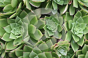 A group of succulents and the pattern that they make.